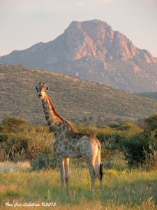 Giraf in sunset Immenhof hemsidan